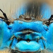 Εστιάζοντας στα μάτια των εντόμων 