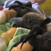 Ποιος είπε ότι οι νυχτερίδες είναι σιχαμένες;