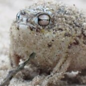 ΒΙΝΤΕΟ: Αυτός είναι ο πιο χαριτωμένος βάτραχος του κόσμου