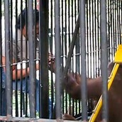 Ουρακοτάγκος κλέβει τισέρτ, μετά το φοράει