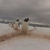 Εθνική οδός πιγκουίνων στην Ανταρκτική