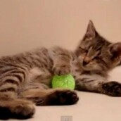 Ο Όσκαρ, το τυφλό γατάκι, κερδίζει το βραβείο για το «καλύτερο γατοβίντεο»