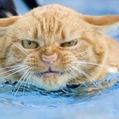 Οι γάτες φοβούνται το νερό