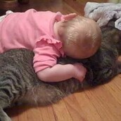 Ο πιο υπομονετικός γάτος