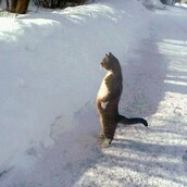 Γάτα στέκεται στα δυο πόδια και παρατηρεί