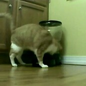 Γάτα εναντίον αυτόματου τροφοδότη 