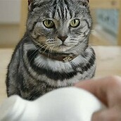 Γάτες με αντίχειρες 