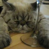 Πώς περνούν οι μοναχικές γάτες την ημέρα του Αγ. Βαλεντίνου