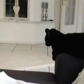 Η γάτα που κολλάει πέντε 