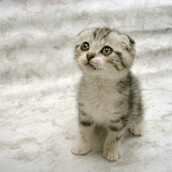 Το καλύτερο γατο-ποίημα που έχει γραφτεί ποτέ