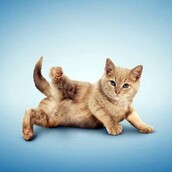 Γάτες κάνουν γιόγκα!