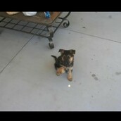 Το σκυλάκι που μεγαλώνει σε 40 δευτερόλεπτα (βίντεο)