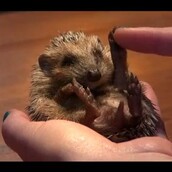 Eξωφρενικά αξιολάτρευτα σκατζοχοιράκια