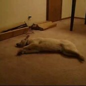 Ο σκύλος που τρέχει και στον ύπνο του!