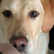 Η σκυλίτσα που αλληθωρίζει 