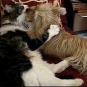 Όταν μια γάτα σαλιαρίζει με ένα σκύλο 