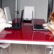 Τα πιο χαριτωμένα ζώα του Διαδικτύου 