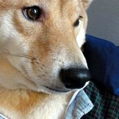 Ο σκύλος που κάνει μόντελινγκ!