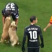 ΒΙΝΤΕΟ: Κουτάβια Λαμπραντόρ εισβάλουν σε αγώνα ποδοσφαίρου! 