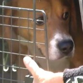 ΒΙΝΤΕΟ: Εννέα σκυλιά μπιγκλ πατούν γρασίδι και βλέπουν τον ήλιο - για πρώτη φορά