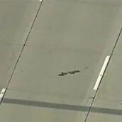 Πάπιες καμικάζι 