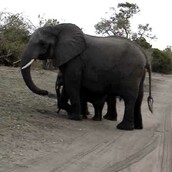 Ελεφαντάκι φτερνίζεται και τρομάζει 