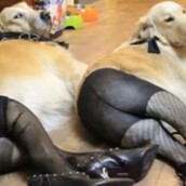 Σκυλάκια με καλσόν!