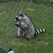 Ρακούν παίζει άρπα