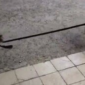 Γάτα πηγαίνει σκύλο σπίτι