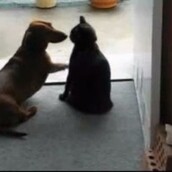 Γάτα βάζει σκύλο στη θέση του