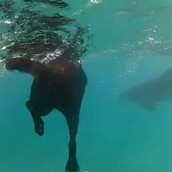 O σκύλος που κολυμπούσε με τα δελφίνια