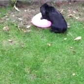 Κουνελάκι αγαπάει μπαλόνι