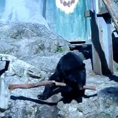 Αρκούδα Νίντζα