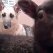 Αρνί που λέει "YEAH"