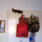 Σκιουράκι - Καμικάζι!