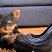 O μικρότερος σκύλος του κόσμου