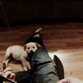 Το κουταβάκι που αγαπάει τη μουσική