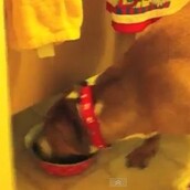 Σκυλάκι-κλέφτης