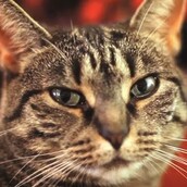 Χέβι Μέταλ Γάτα