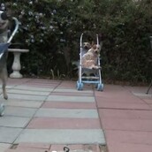 Αγώνες δρόμου μεταξύ σκύλων