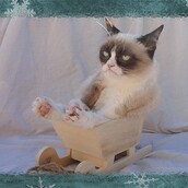 Η γάτα που δεν είναι καθόλου ευχαριστημένη