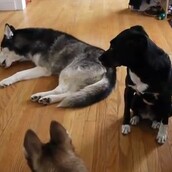 Τρία σκυλιά, τρεις ιστορίες