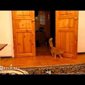 ΒΙΝΤΕΟ: Γάτα τρομάζει με τη μουσική του Σούπερ Μάριο