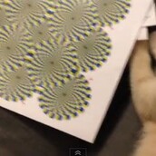 Η αστεία αντίδραση μιας γάτας στην οφθαλμαπάτη! 