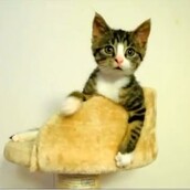 Αγαπάμε αυτό το γατάκι