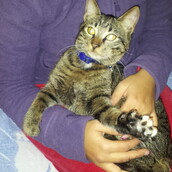 Βρέθηκε αυτό το γατάκι που μάλλον το έχει σκάσει από σπίτι - Μήπως είναι δικό σας;