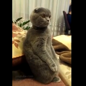 Γάτα παρακολουθεί Star Wars