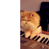 Δώδεκα GIFακια με αξιαγάπητα ζώα