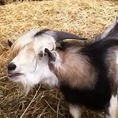 Κατσίκα μιμείται πουλερικό 