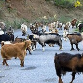 Κατσίκες βελάζουν με ανθρώπινη φωνή!